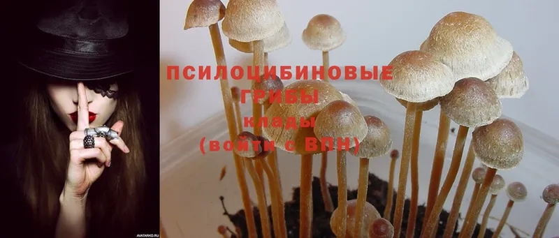 Псилоцибиновые грибы Psilocybe  Жуковский 